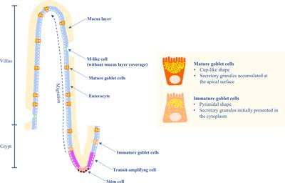 Development and Functional Properties of Intestinal Mucus Layer in Poultry